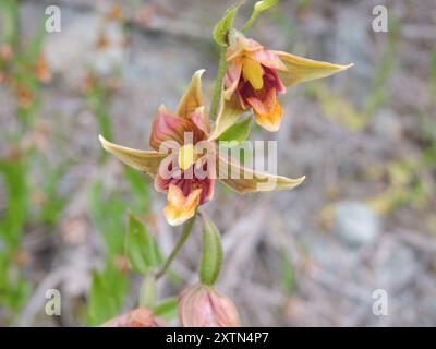 Stream Orchidee (Epipactis gigantea) Plantae Stockfoto