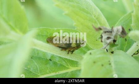 Alder Spittlebug (Aphrophora alni) Insecta Stockfoto