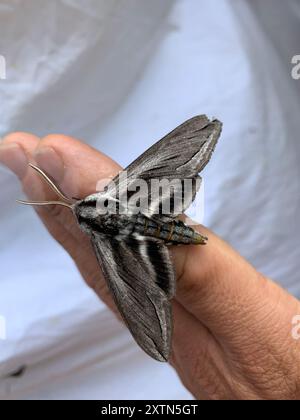 Vashti Sphinx (Sphinx vashti) Insecta Stockfoto