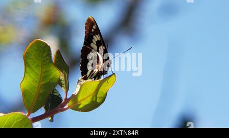 Lorquins Admiral (Limenitis lorquini) Insecta Stockfoto