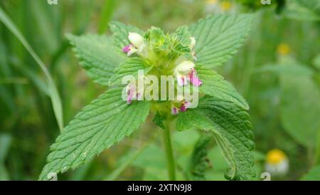 Bifide Hanfnessel (Galeopsis bifida) Plantae Stockfoto