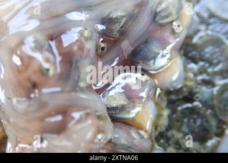 Plainfin Midshipman (Porichthys notatus) Actinopterygii Stockfoto