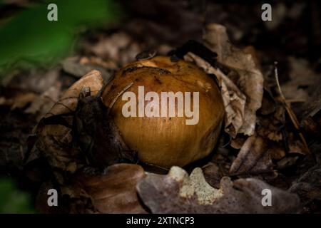 Stinkende Brittlegill-Pilze (Russula fetens) Stockfoto