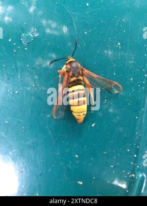 Lunar Hornet Moth (Sesia bembeciformis) Insecta Stockfoto