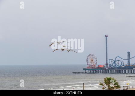 Brown Pelican im Flug in Galveston. Stockfoto
