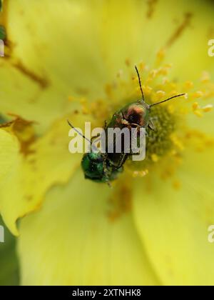 (Cryptocephalus sericeus) Insecta Stockfoto