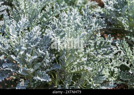 Dusty Miller im Mercer Arboretum und Botanical Gardens. Stockfoto