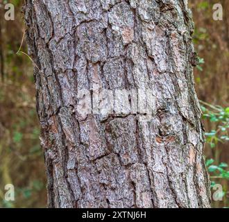 Loblolly Pine Trees im Kleb Woods Nature Preserve in Tomball, Texas. Stockfoto