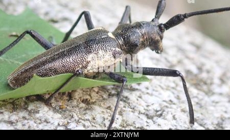 Zimmermann Sawyer Käfer (Monochamus sartor) Insecta Stockfoto