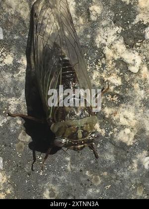 RESH Cicada (Megatibicen RESH) Insecta Stockfoto