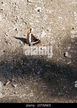 Lorquins Admiral (Limenitis lorquini) Insecta Stockfoto