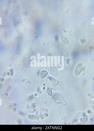 (Resinomycena rhododendri) Pilze Stockfoto