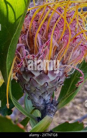 Outeniqua Pincushion (Leucospermum glabrum) Plantae Stockfoto