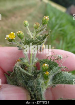 shaggy Soldat (Galinsoga quadriradiata) Plantae Stockfoto