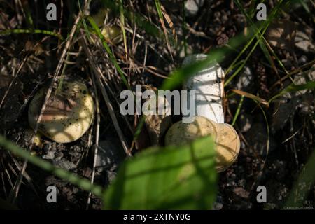 Stinkende Brittlegill-Pilze (Russula fetens) Stockfoto