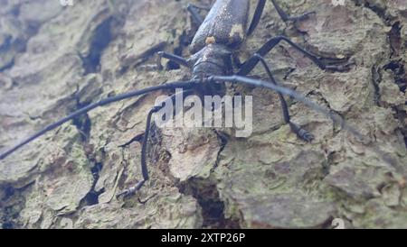 Zimmermann Sawyer Käfer (Monochamus sartor) Insecta Stockfoto