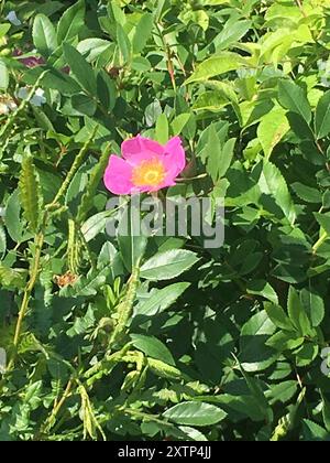 Virginische Rose (Rosa virginiana) Plantae Stockfoto