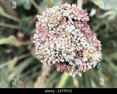 Buckweizen (Eriogonum latifolium) Plantae am Meer Stockfoto