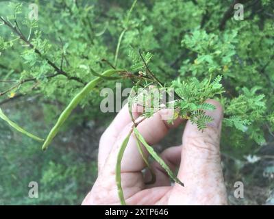 Weißhornakazie (Vachellia constricta) Plantae Stockfoto