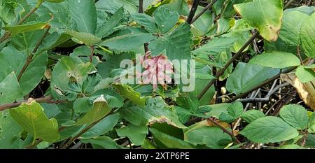 Kalifornische Süßstrauch (Calycanthus occidentalis) Plantae Stockfoto