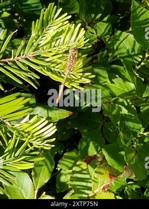 Gestreifter Meadowhawk (Sympetrum pallipes) Insecta Stockfoto