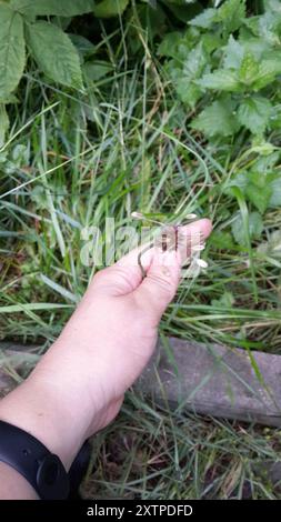 FeldKnoblauch (Allium oleraceum) Plantae Stockfoto