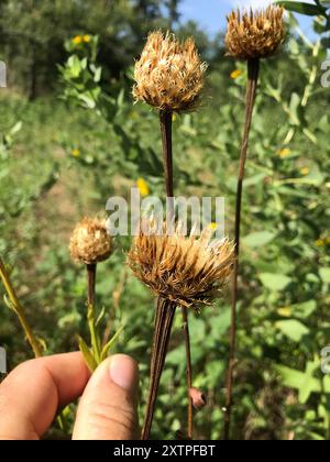 Amerikanische Körbchenblume (Plectocephalus americanus) Plantae Stockfoto