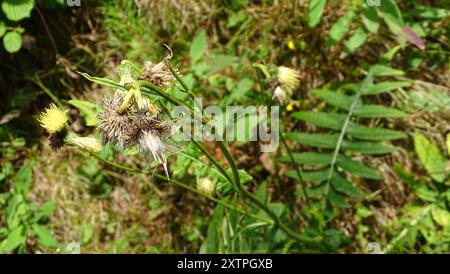 Gelbe Thistle (Cirsium erisithales) Plantae Stockfoto