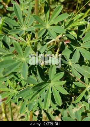 Lupine (Lupinus latifolius) Plantae Stockfoto