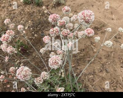 Buckweizen (Eriogonum latifolium) Plantae am Meer Stockfoto