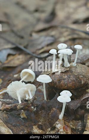 (Resinomycena rhododendri) Pilze Stockfoto