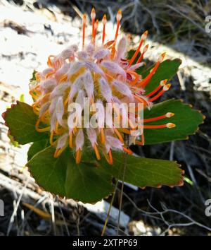 Outeniqua Pincushion (Leucospermum glabrum) Plantae Stockfoto