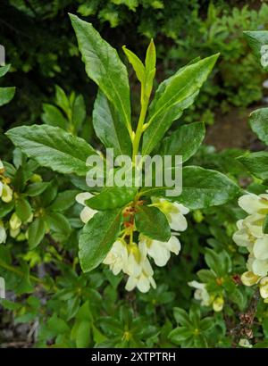 Weißblütige Rhododendron (Rhododendron albiflorum) Plantae Stockfoto