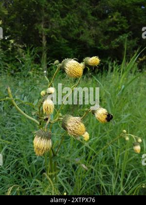 Gelbe Thistle (Cirsium erisithales) Plantae Stockfoto