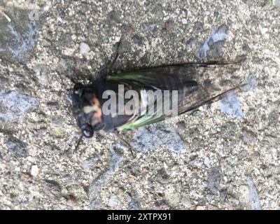 Lyrik Cicada (Neotibicen lyricen) Insecta Stockfoto