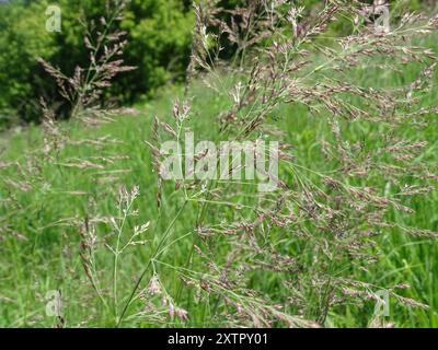 kanadische Blaugelenke (Calamagrostis canadensis) Plantae Stockfoto