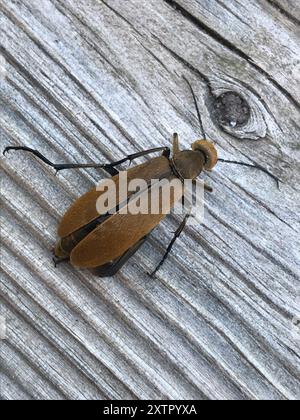 Brauner Blisterkäfer (Epicauta immaculata) Insecta Stockfoto