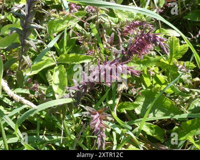 Red Bartsia (Odontites vernus) Plantae Stockfoto