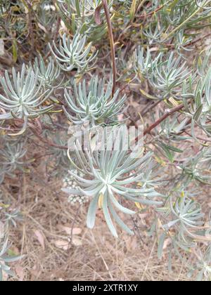 Santa Cruz Island Wildbuchweizen (Eriogonum arborescens) Plantae Stockfoto