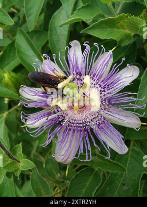 Große vierfleckige Scoliid Wasp (Pygodasis quadrimaculata) Insecta Stockfoto