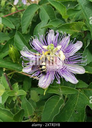 Große vierfleckige Scoliid Wasp (Pygodasis quadrimaculata) Insecta Stockfoto