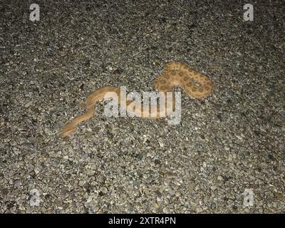 Zwerg verblasste Klapperschlange (Crotalus oreganus concolor) Reptilia Stockfoto