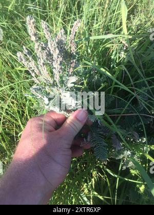 Leadplant (Amorpha canescens) Plantae Stockfoto