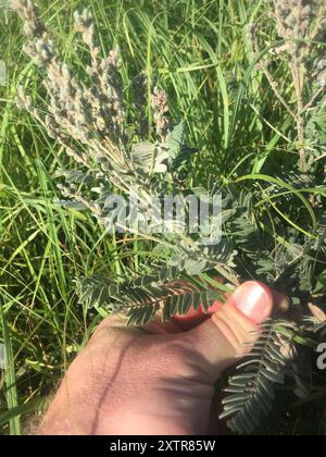 Leadplant (Amorpha canescens) Plantae Stockfoto