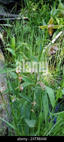 Stream Orchidee (Epipactis gigantea) Plantae Stockfoto