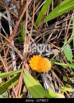 Orangenmilchkraut (Polygala lutea) Plantae Stockfoto