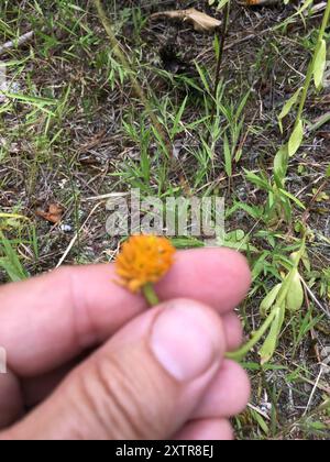 Orangenmilchkraut (Polygala lutea) Plantae Stockfoto