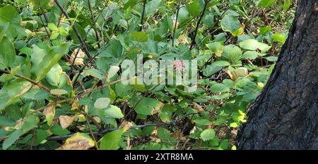 Kalifornische Süßstrauch (Calycanthus occidentalis) Plantae Stockfoto