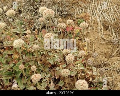 Buckweizen (Eriogonum latifolium) Plantae am Meer Stockfoto