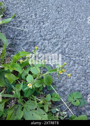 shaggy Soldat (Galinsoga quadriradiata) Plantae Stockfoto